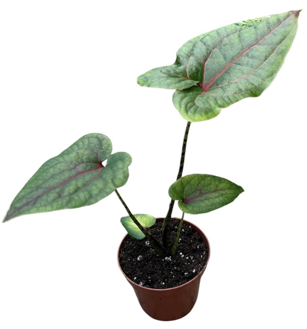 Горшечные цветы и растения оптом Cyrtosperma Johnstonii от 1шт (для телеги) из Голландии с доставкой по России