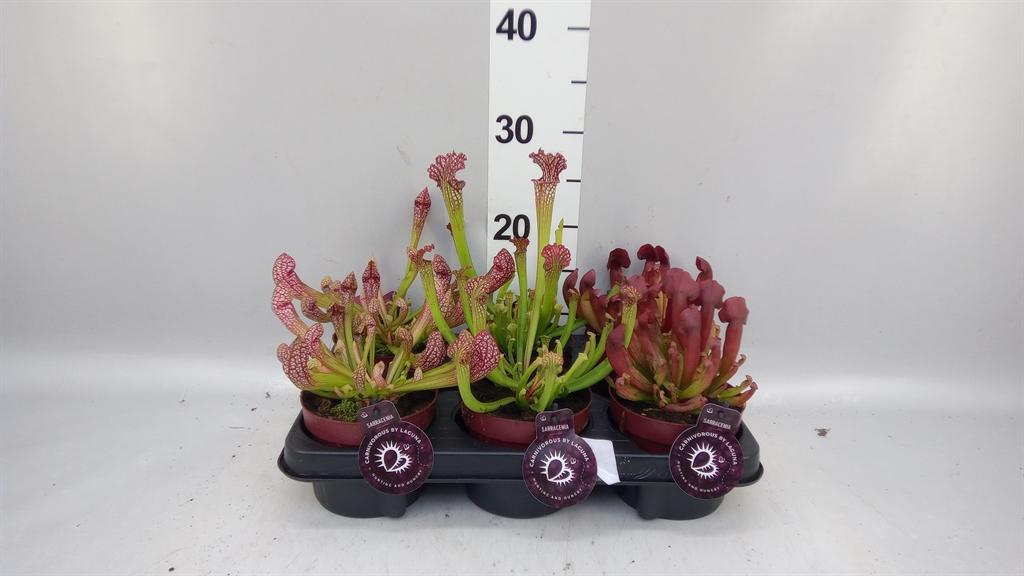 Горшечные цветы и растения оптом Sarracenia Purpurea от 6шт из Голландии с доставкой по России