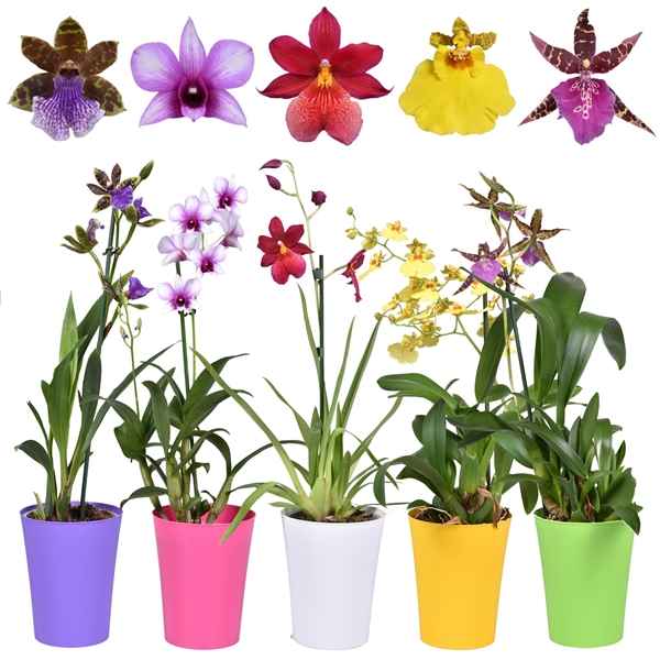 Горшечные цветы и растения оптом Orchid Mix Budget Short In Colour Pot от 6шт из Голландии с доставкой по России