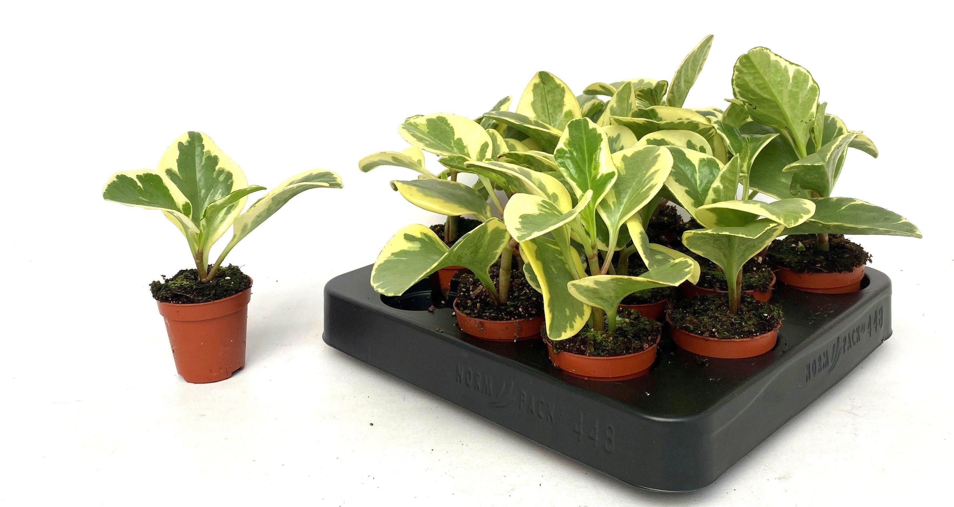 Горшечные цветы и растения оптом Pep Obt Variegata от 14шт (для телеги) из Голландии с доставкой по России