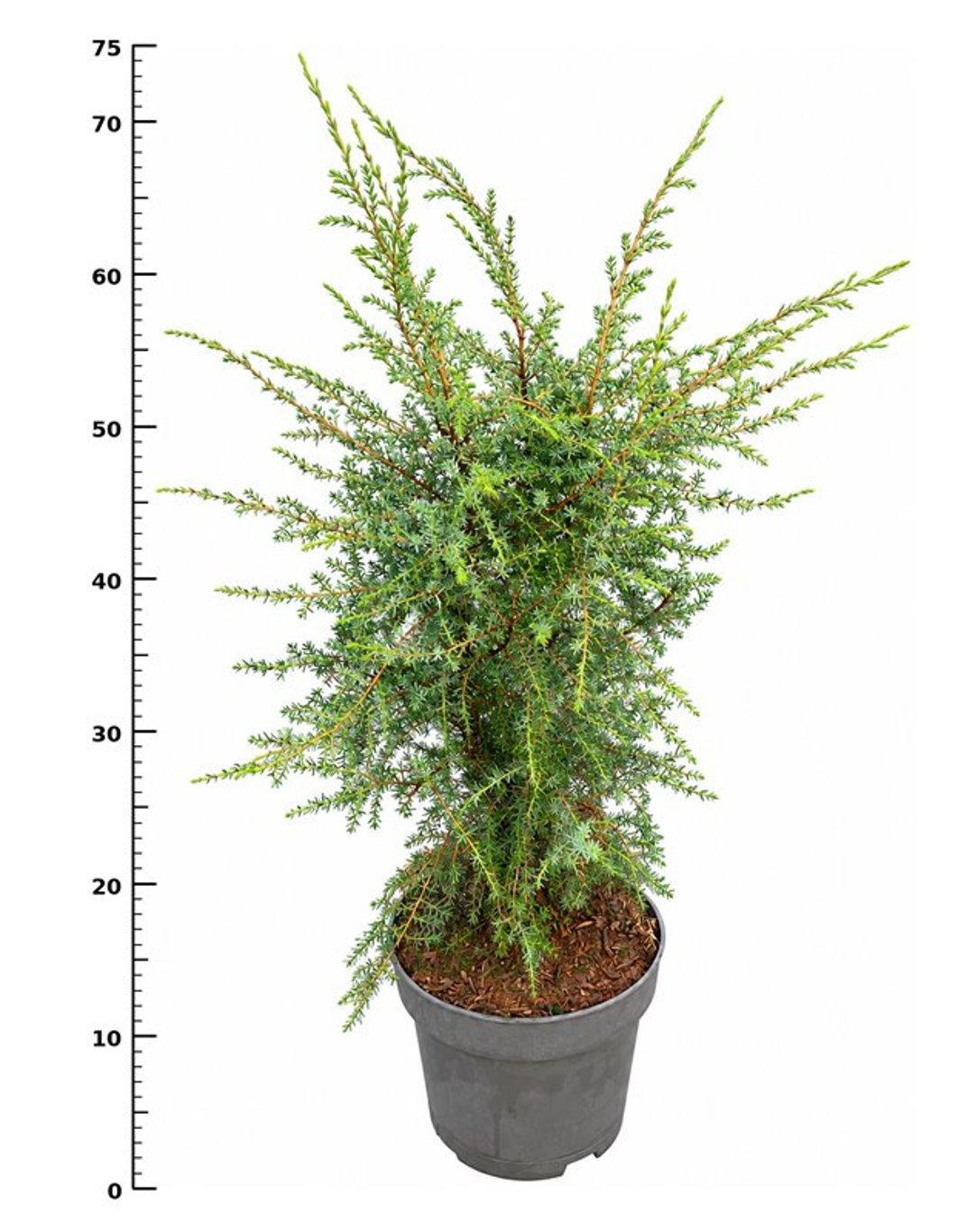 Горшечные цветы и растения оптом Juniperus Comm Suecica от 1шт из Голландии с доставкой по России