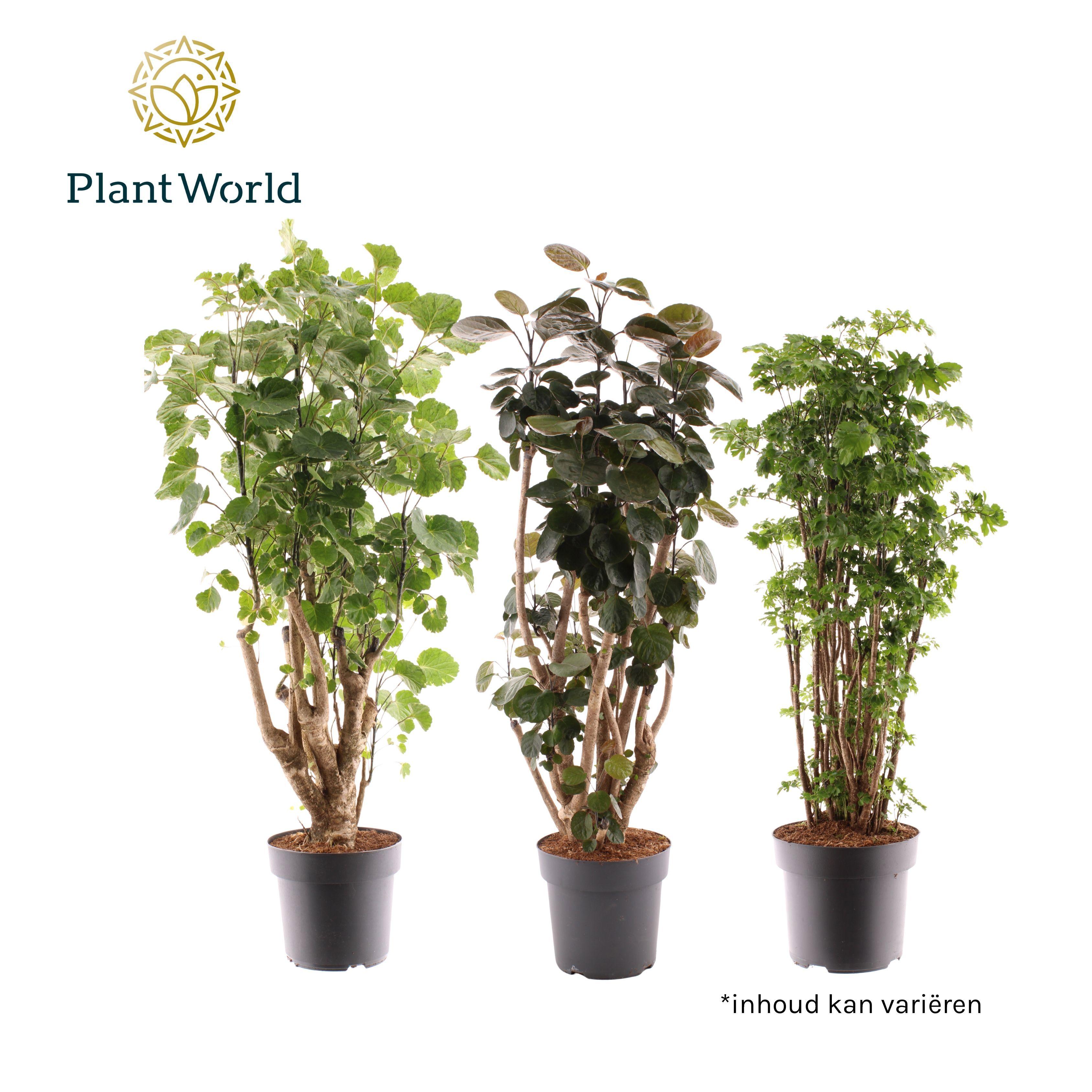 Горшечные цветы и растения оптом Polyscias Mix 2-3 Sorts (decorum) от 3шт из Голландии с доставкой по России