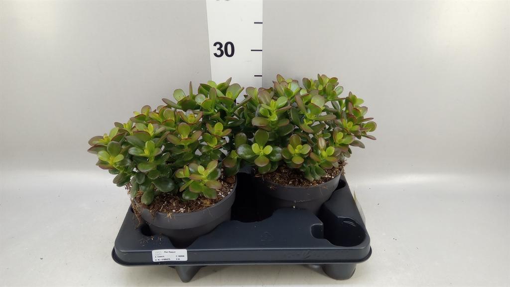 Горшечные цветы и растения оптом Crassula Ovata minor от 2шт из Голландии с доставкой по России
