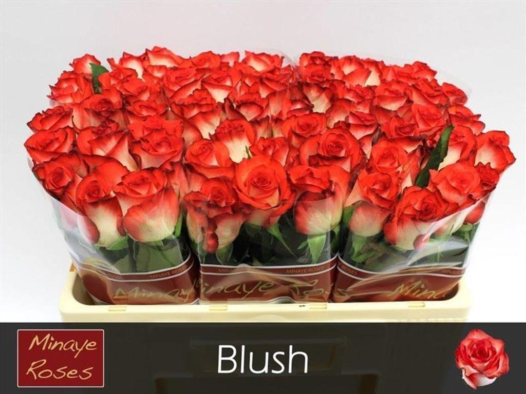 Срезанные цветы оптом Rosa large blush от 60шт из Голландии с доставкой по России