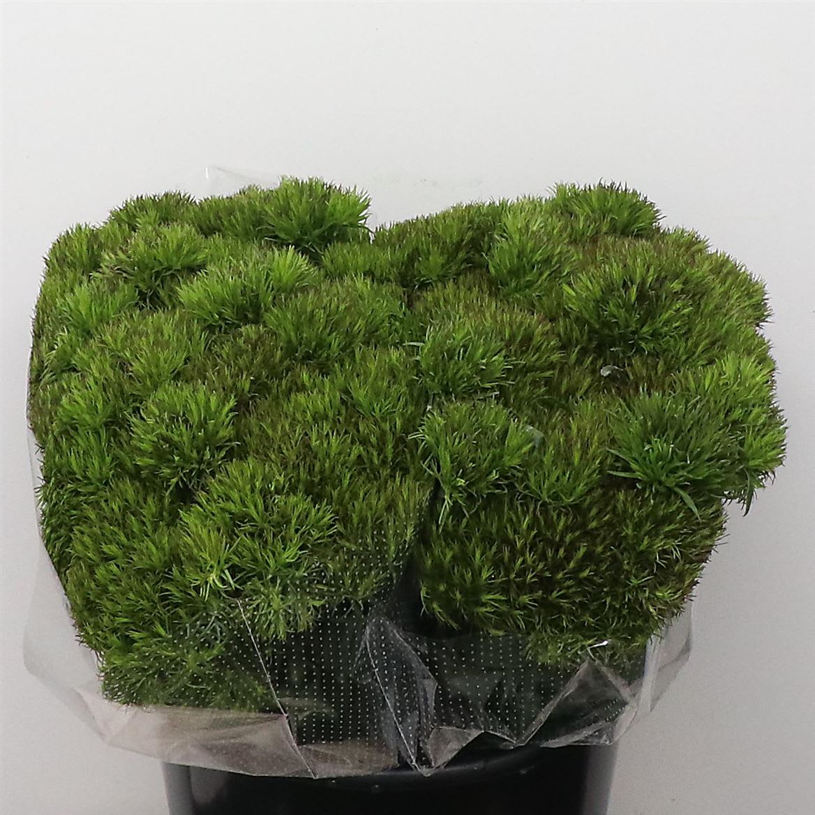 Срезанные цветы оптом Dianthus br kiwi mellow от 100шт из Голландии с доставкой по России