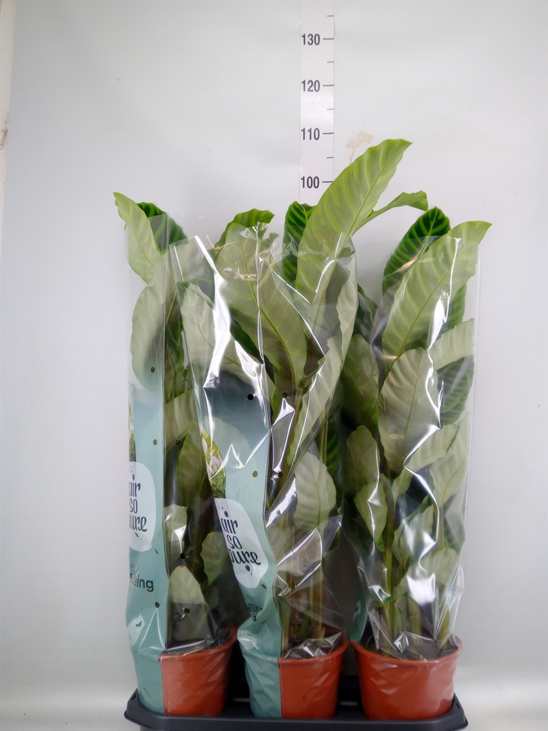 Горшечные цветы и растения оптом Calathea Zebrina от 3шт из Голландии с доставкой по России