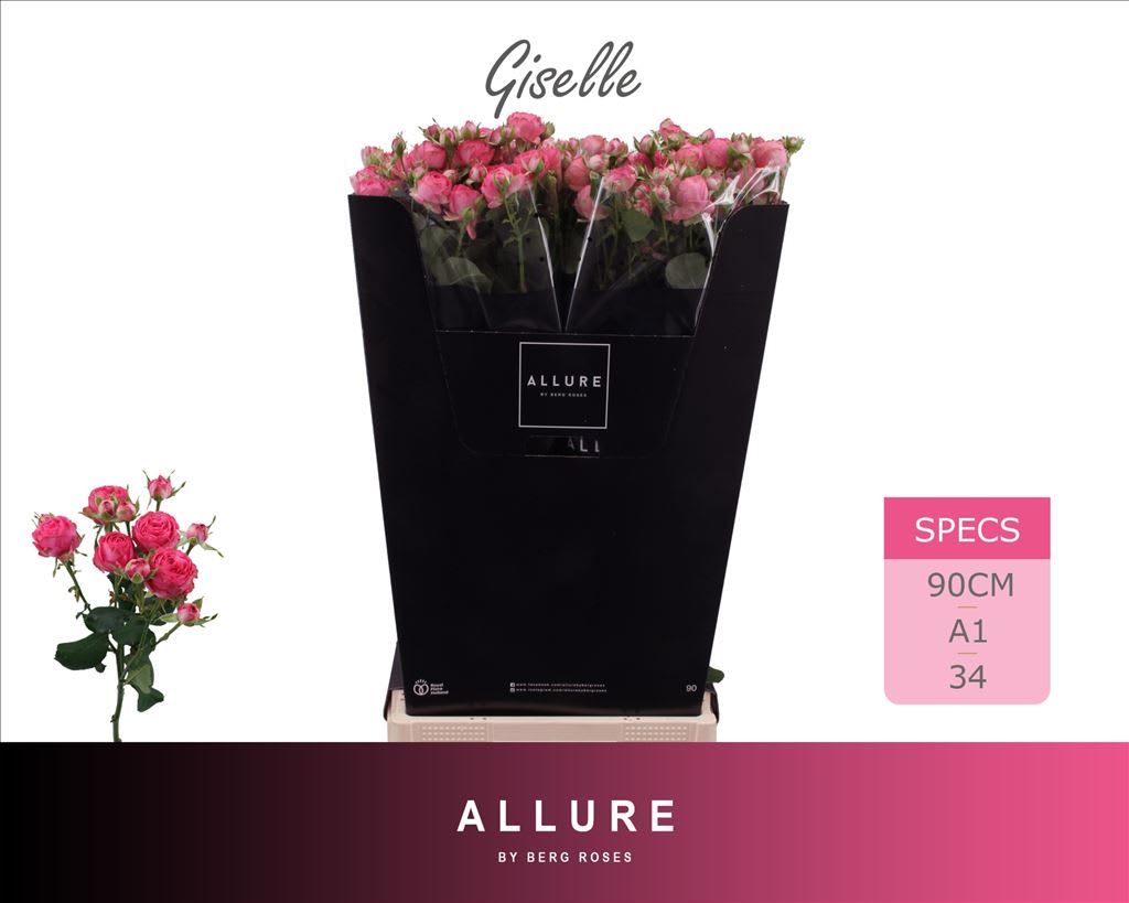 Срезанные цветы оптом Rosa spray giselle! от 15шт из Голландии с доставкой по России