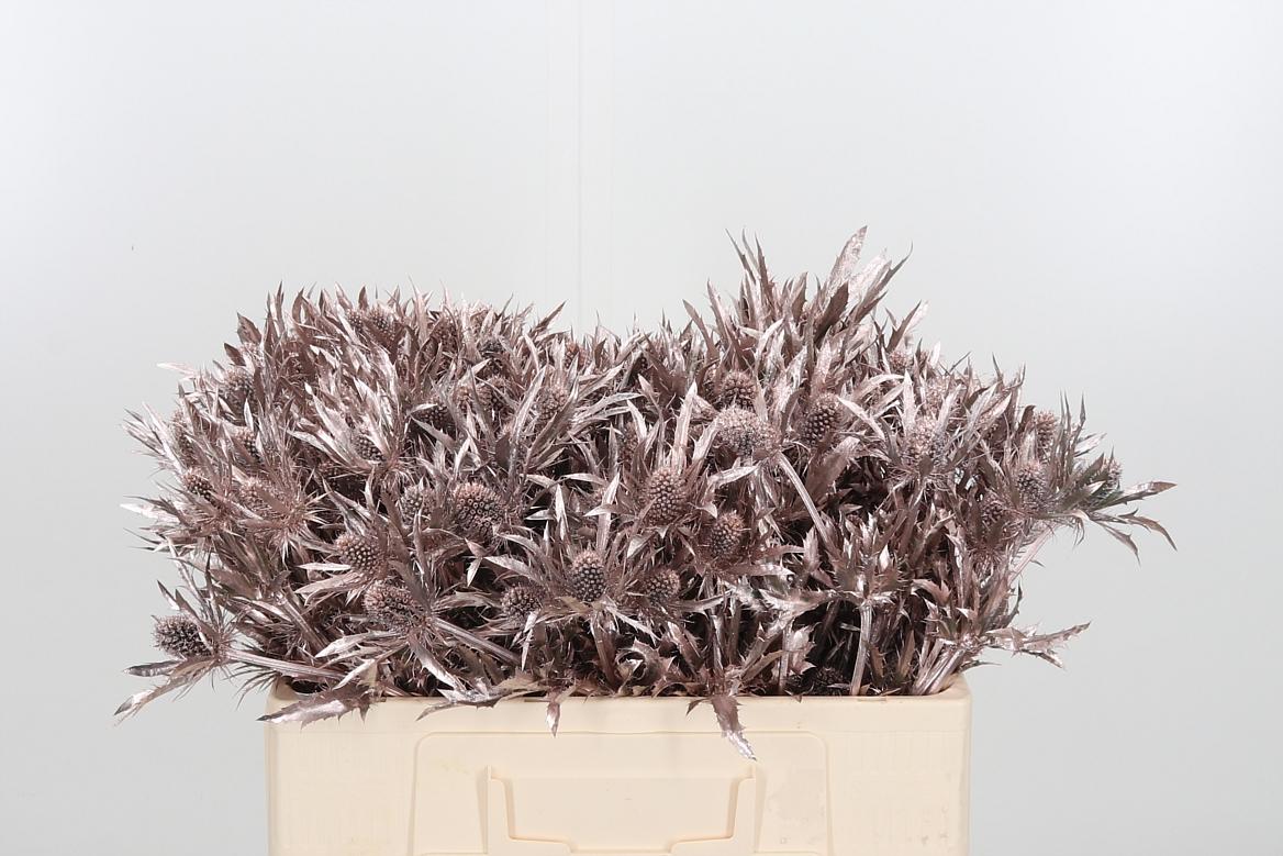 Срезанные цветы оптом Eryngium orion paint champagne от 40шт из Голландии с доставкой по России