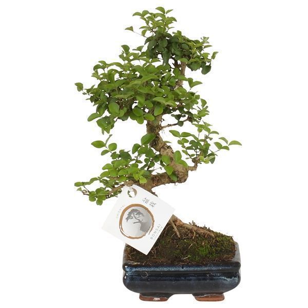 Горшечные цветы и растения оптом Bonsai Ligustrum In Ceramic S-shape W от 10шт из Голландии с доставкой по России