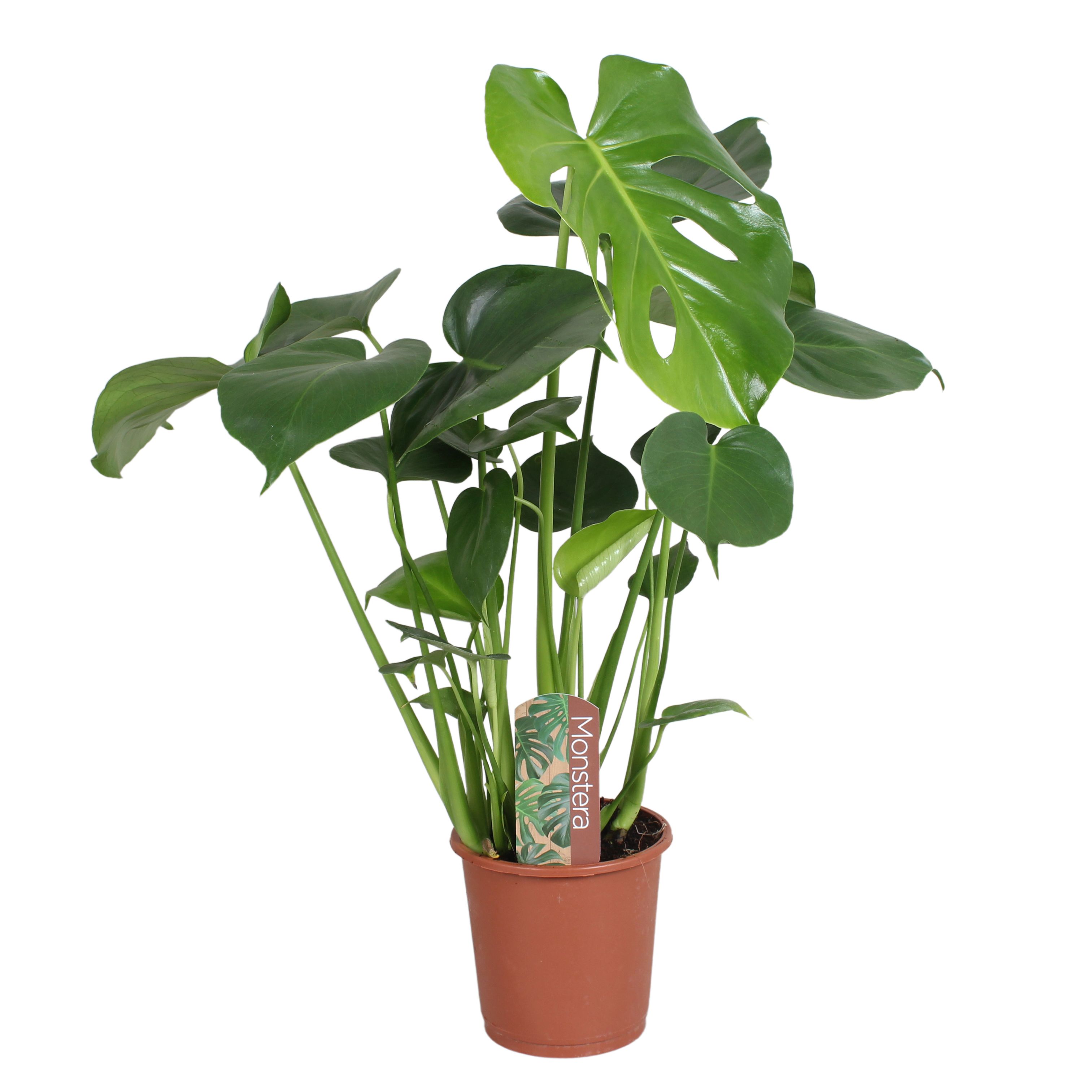 Горшечные цветы и растения оптом Monstera Deliciosa In Sleeve от 6шт из Голландии с доставкой по России Горшечные цветы и растения оптом Monstera Deliciosa In Sleeve от 6шт из Голландии с доставкой по России