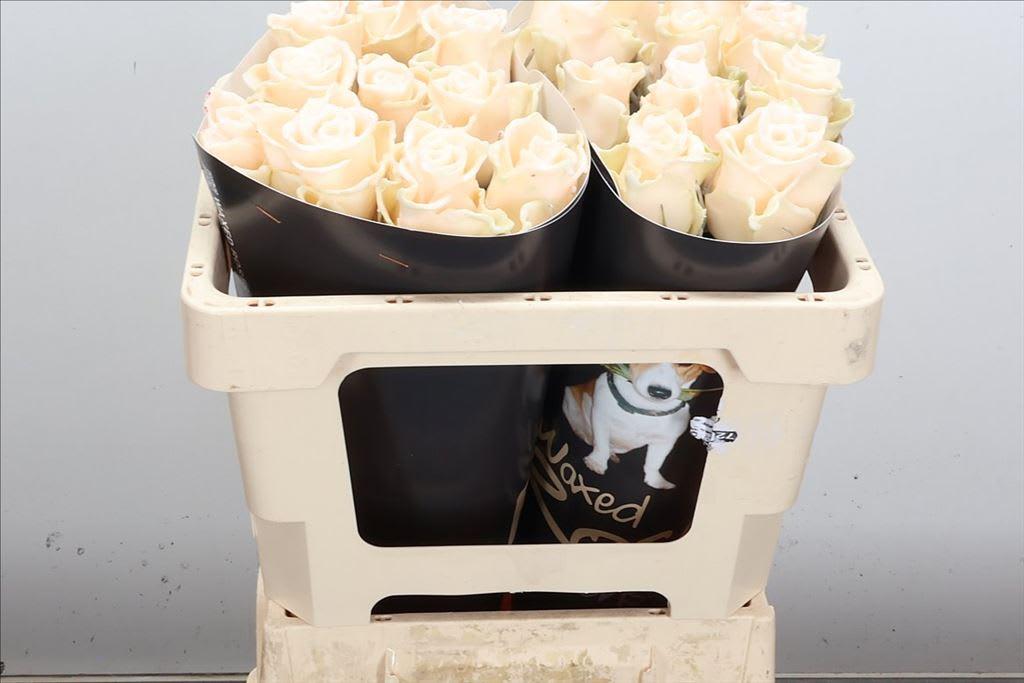 Срезанные цветы оптом Rosa large wax oceana от 20шт из Голландии с доставкой по России