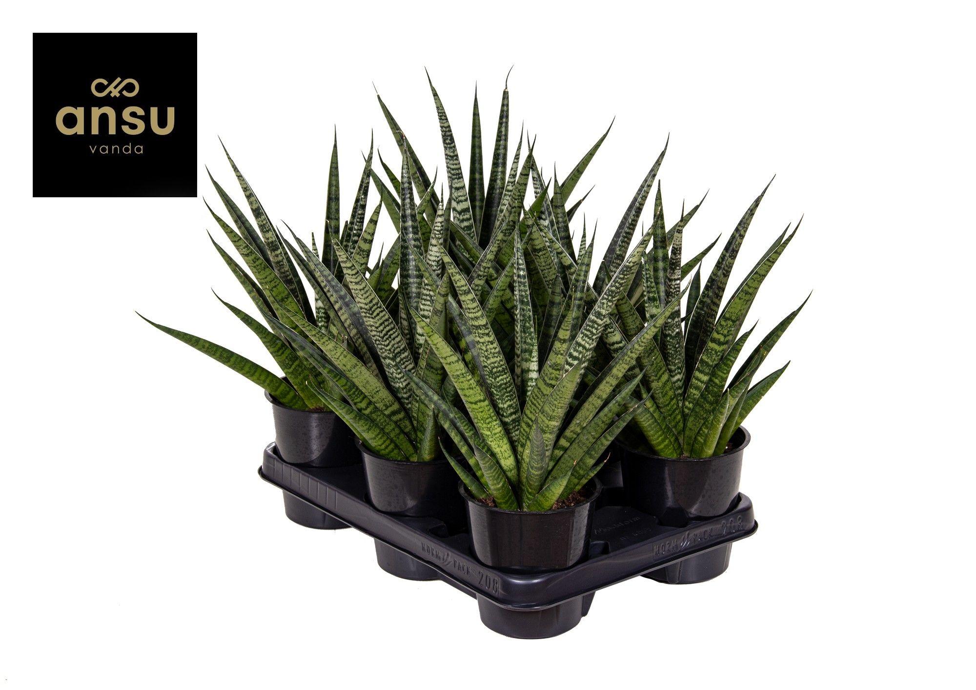 Горшечные цветы и растения оптом Sansevieria Comet Queen Marble от 10шт из Голландии с доставкой по России
