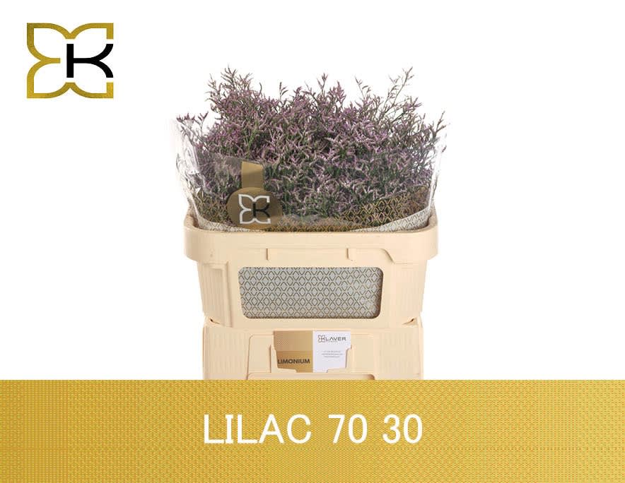 Срезанные цветы оптом Limonium safora lilac от 50шт. из Голландии с доставкой по России