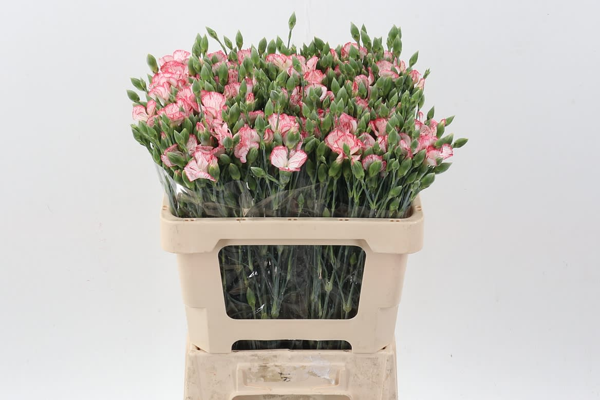 Срезанные цветы оптом Dianthus sp symply strike от 100шт из Голландии с доставкой по России