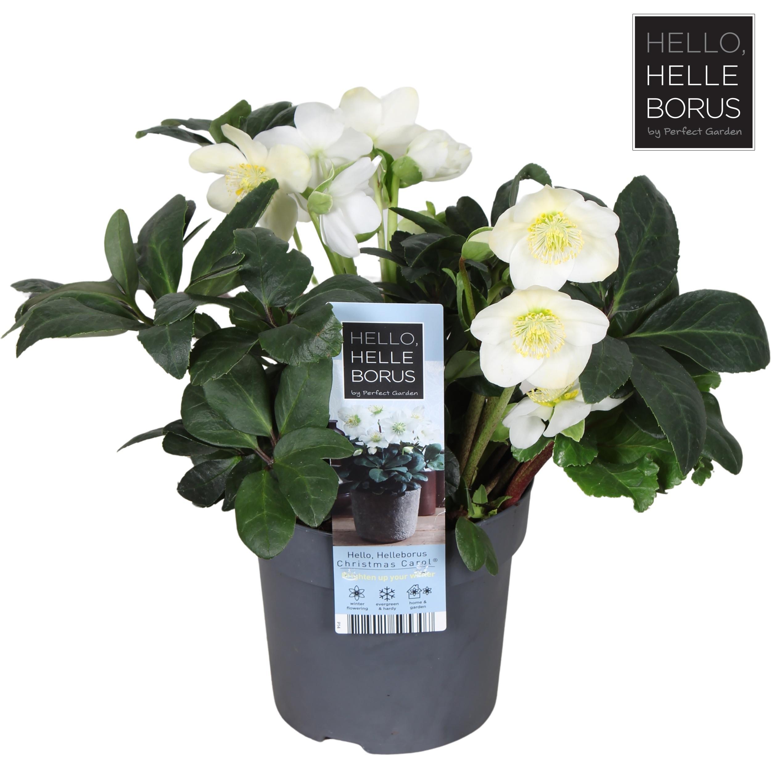 Горшечные цветы и растения оптом Helleborus Nig. Christmas Carol от 8шт из Голландии с доставкой по России