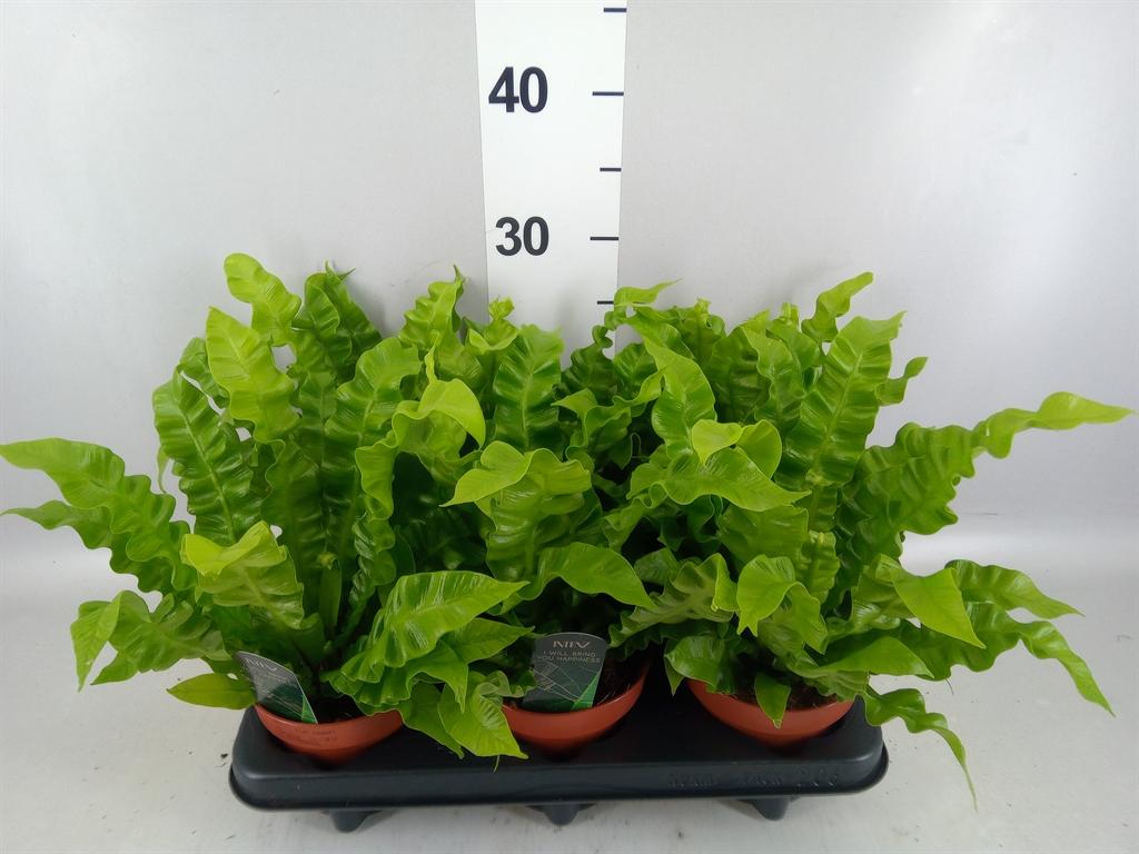 Горшечные цветы и растения оптом Asplenium Nidus crispy Wave от 6шт из Голландии с доставкой по России