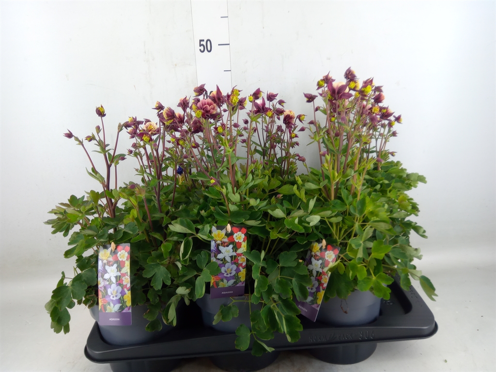 Горшечные цветы и растения оптом Aquilegia Caerulea от 6шт из Голландии с доставкой по России