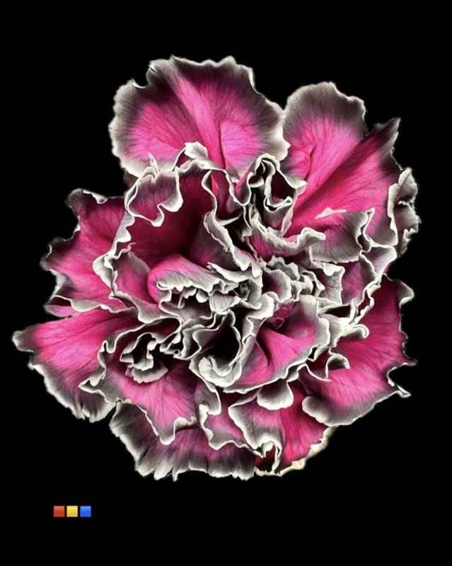 Срезанные цветы оптом Dianthus st paint roulette от 80шт из Голландии с доставкой по России