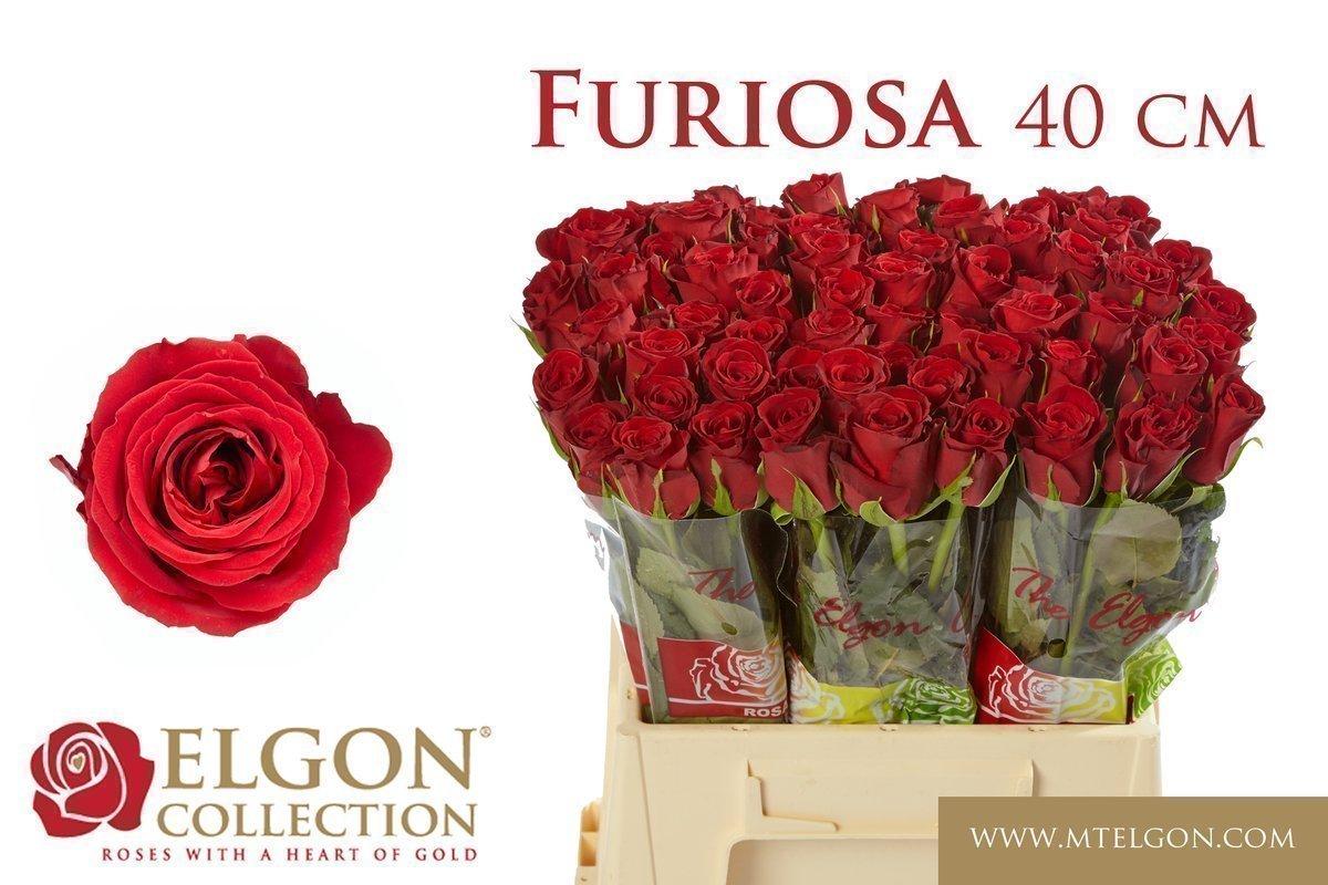 Срезанные цветы оптом Rosa large furiosa от 60шт. из Голландии с доставкой по России