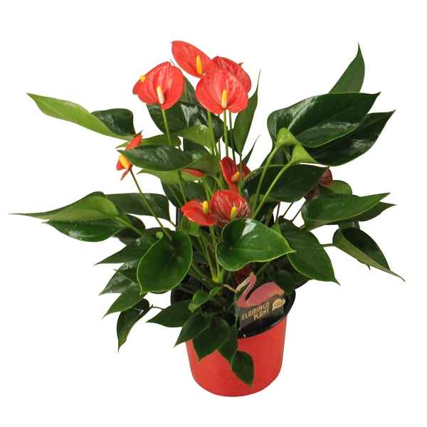 Горшечные цветы и растения оптом Anth An Arisa Red 6+ от 6шт из Голландии с доставкой по России