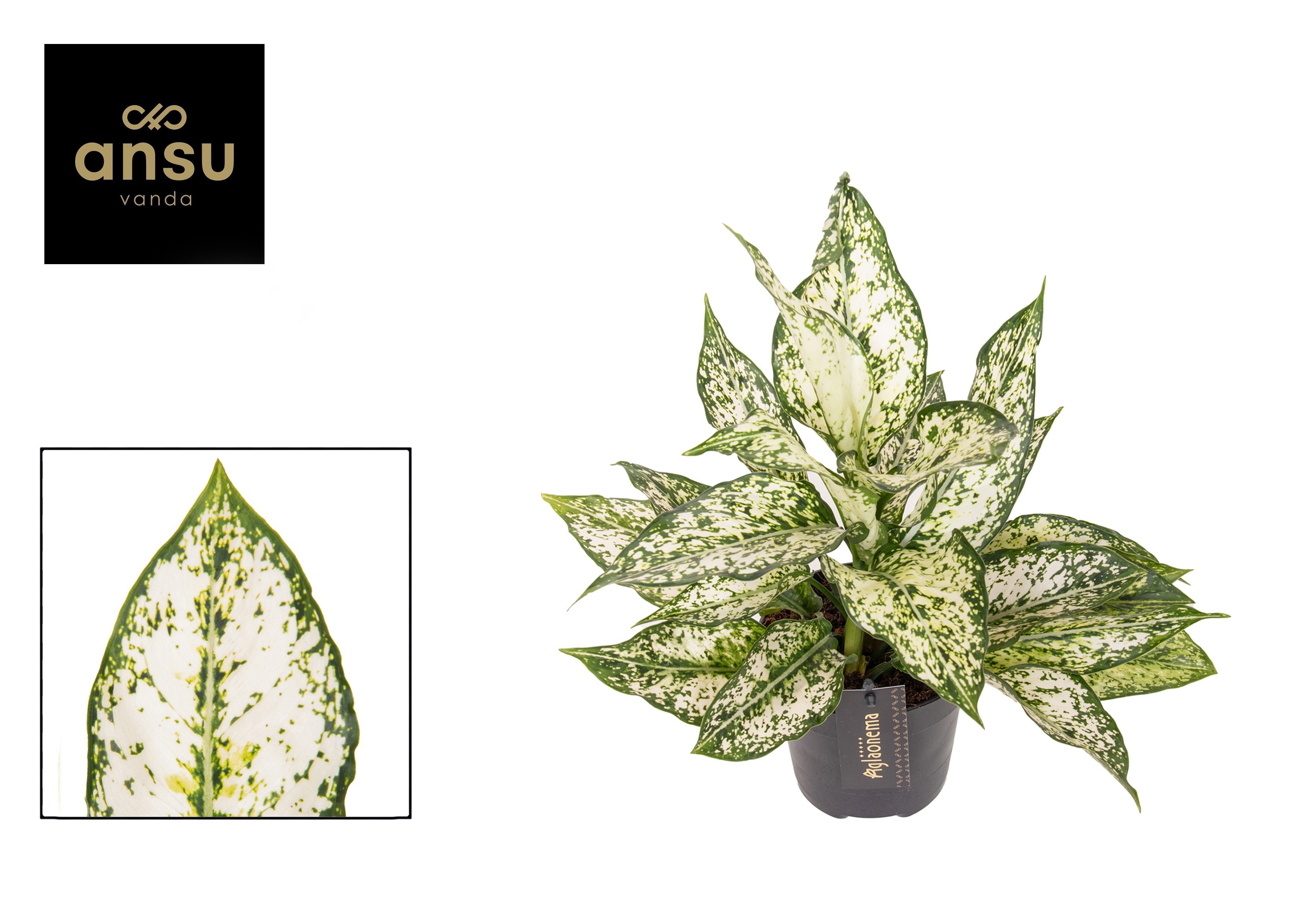 Горшечные цветы и растения оптом Aglaonema White Kiwi от 6шт из Голландии с доставкой по России