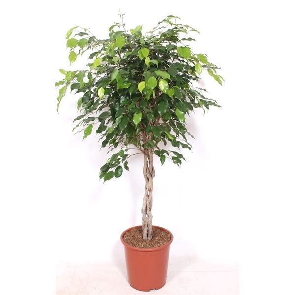 Горшечные цветы и растения оптом Ficus Be Exotica Twisted Stem от 1шт из Голландии с доставкой по России