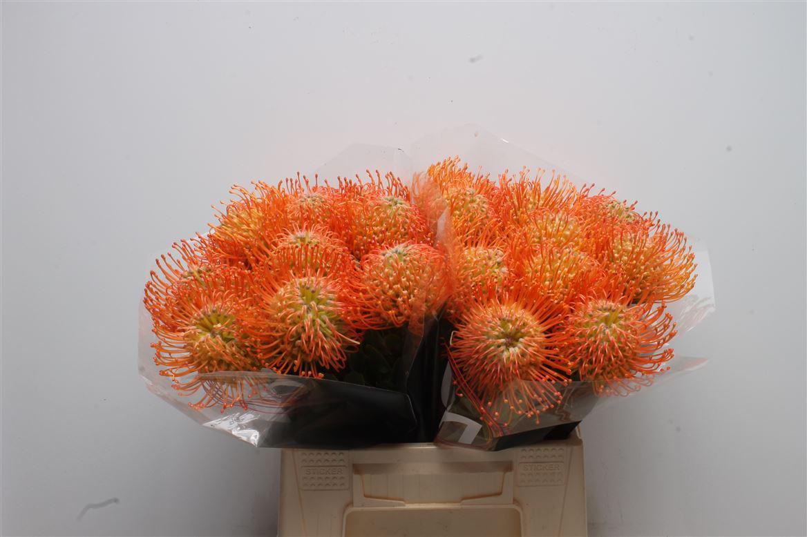 Срезанные цветы оптом Nutans queen julia от 20шт из Голландии с доставкой по России