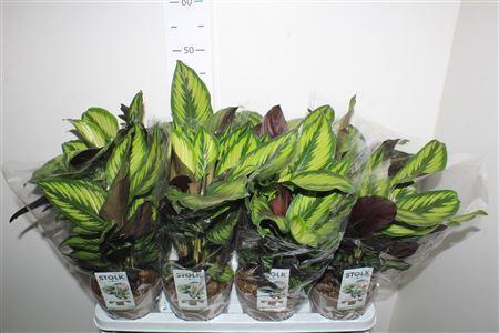 Горшечные цветы и растения оптом Calat Beautystar от 8шт из Голландии с доставкой по России