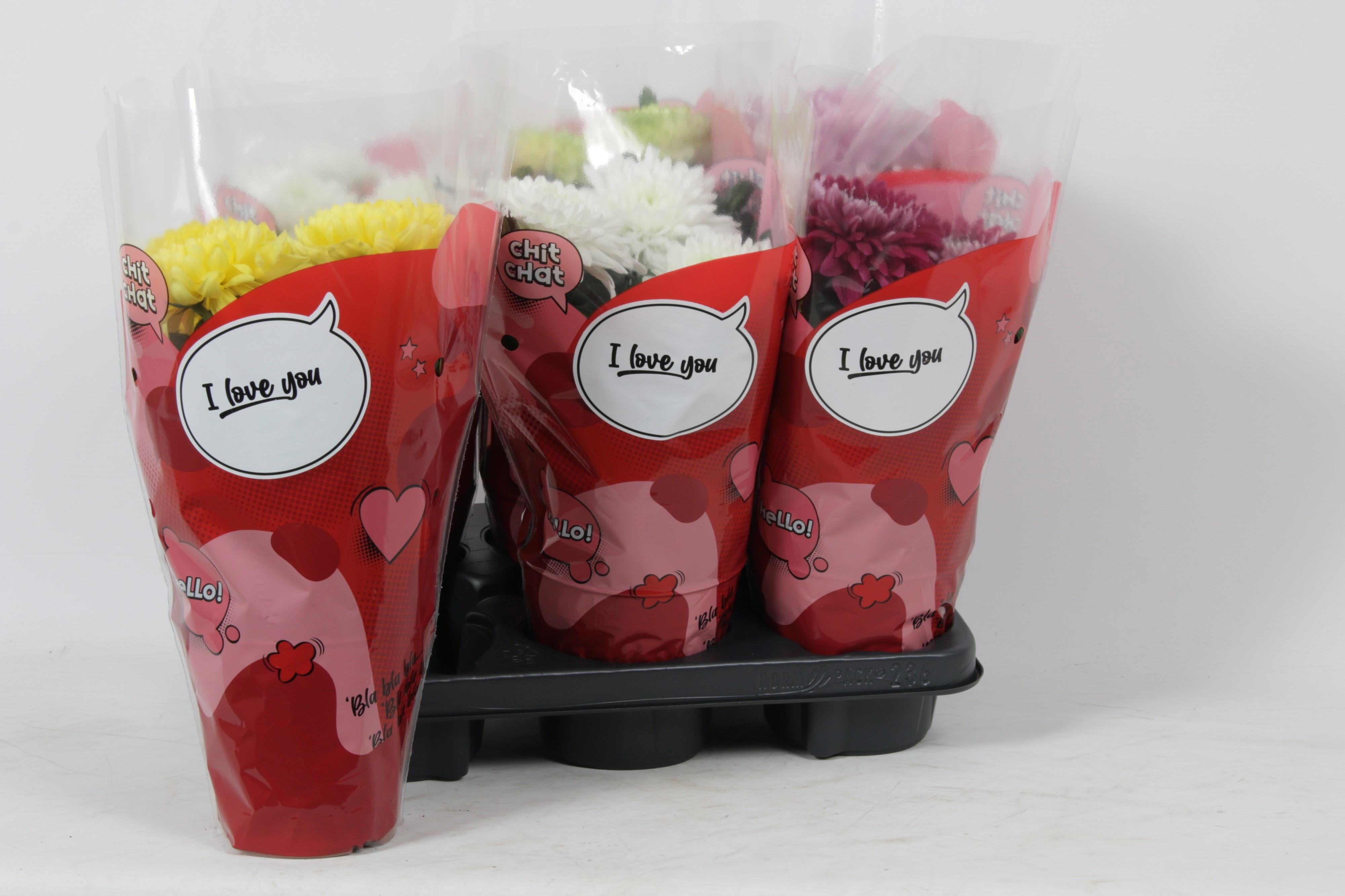 Горшечные цветы и растения оптом Chrys Zembla от 6шт из Голландии с доставкой по России