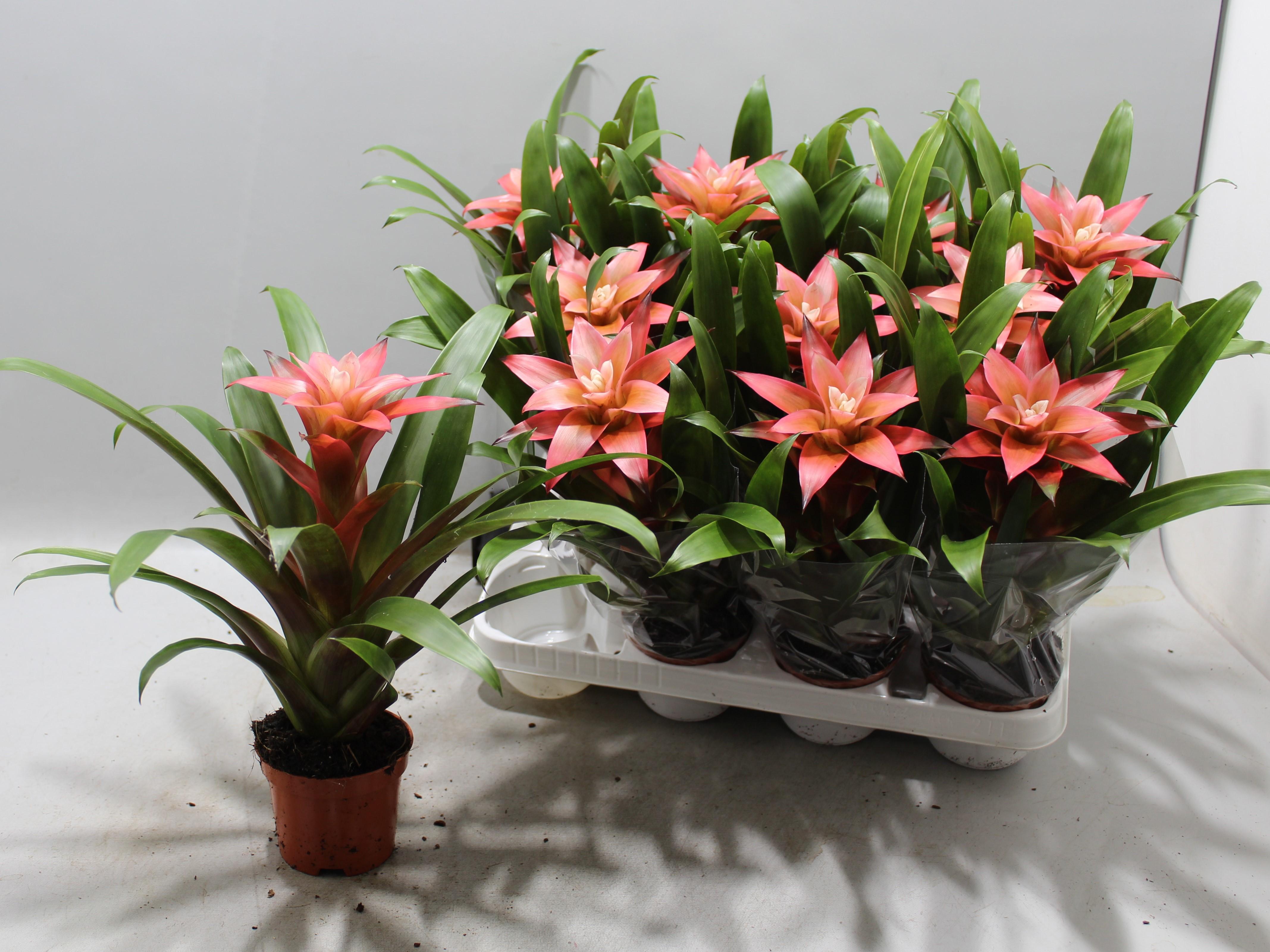 Горшечные цветы и растения оптом Guzm Libby от 9шт из Голландии с доставкой по России