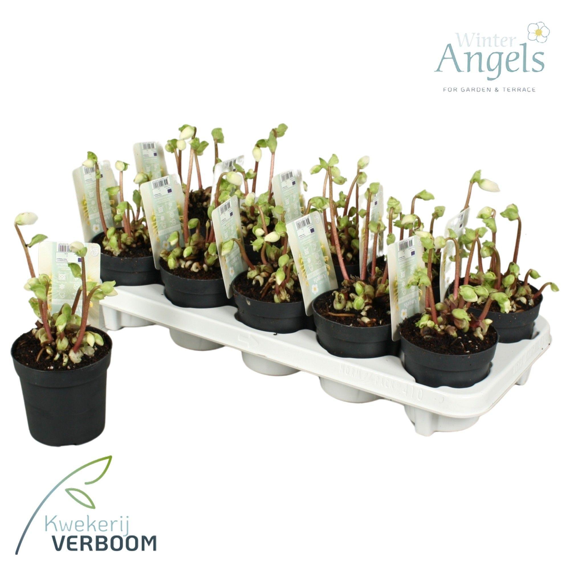 Горшечные цветы и растения оптом Helleborus Nig. Verboom Beauty от 10шт из Голландии с доставкой по России Горшечные цветы и растения оптом Helleborus Nig. Verboom Beauty от 10шт из Голландии с доставкой по России