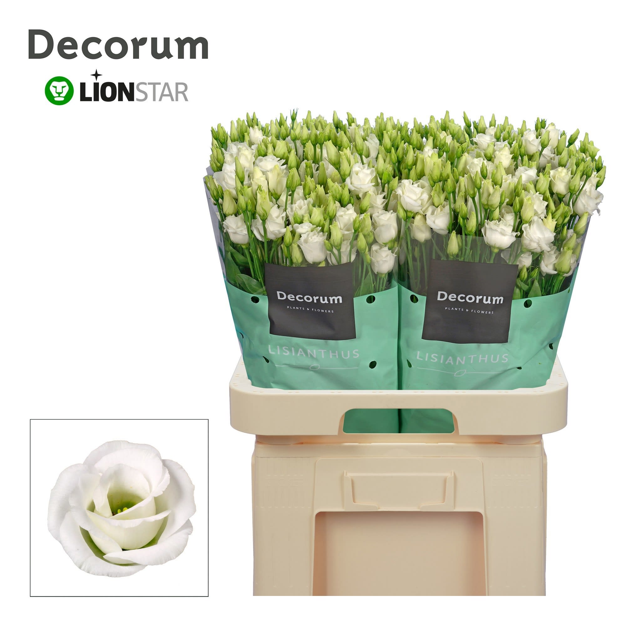 Срезанные цветы оптом Lisianthus do rosita white от 40шт..... из Голландии с доставкой по России