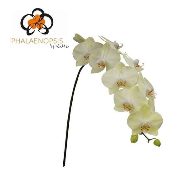 Срезанные цветы оптом Phalaenopsis rising sun (per flower) от 45шт из Голландии с доставкой по России