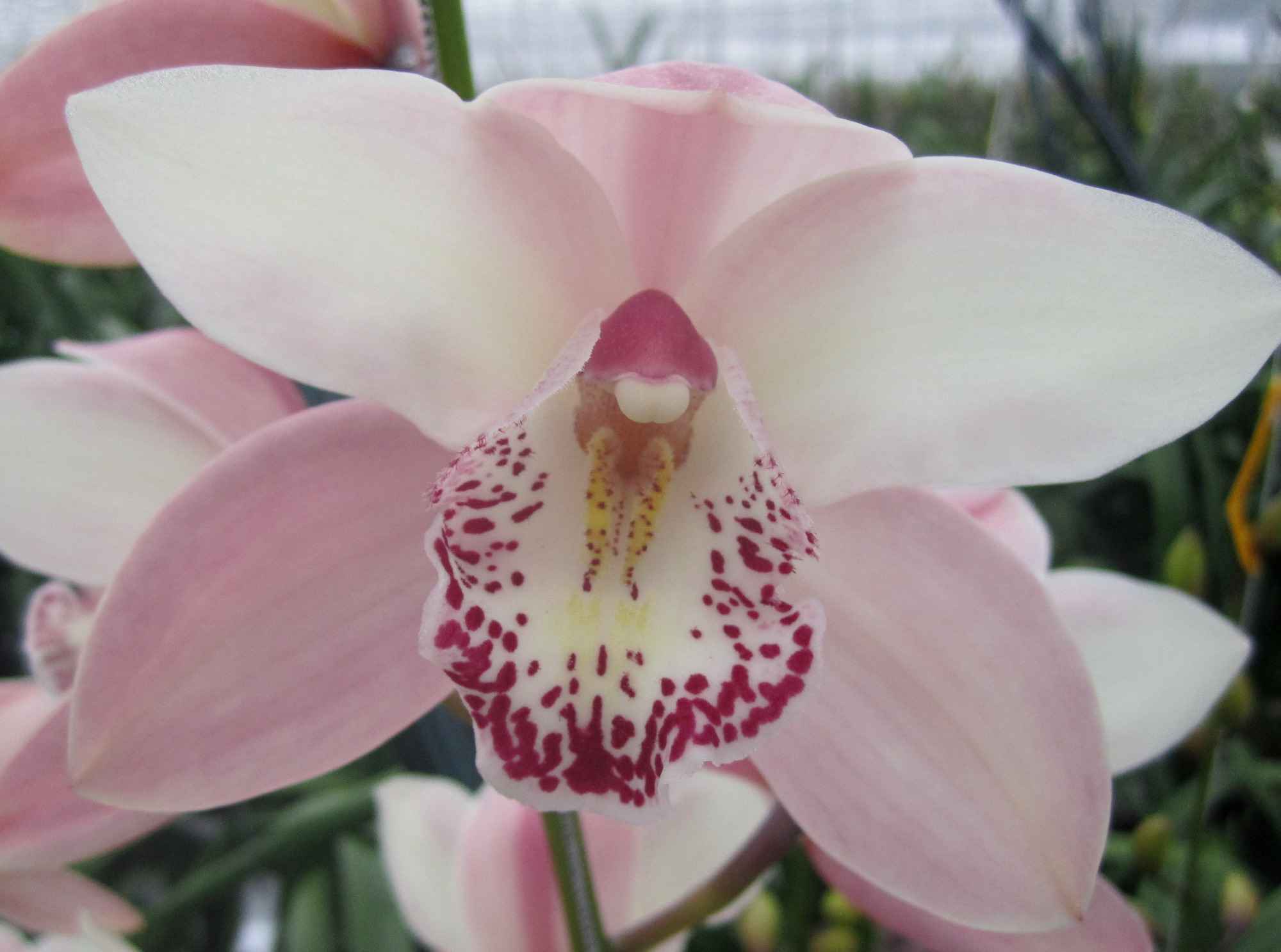 Срезанные цветы оптом Cymbidium pink summer magic pink от 2шт из Голландии с доставкой по России