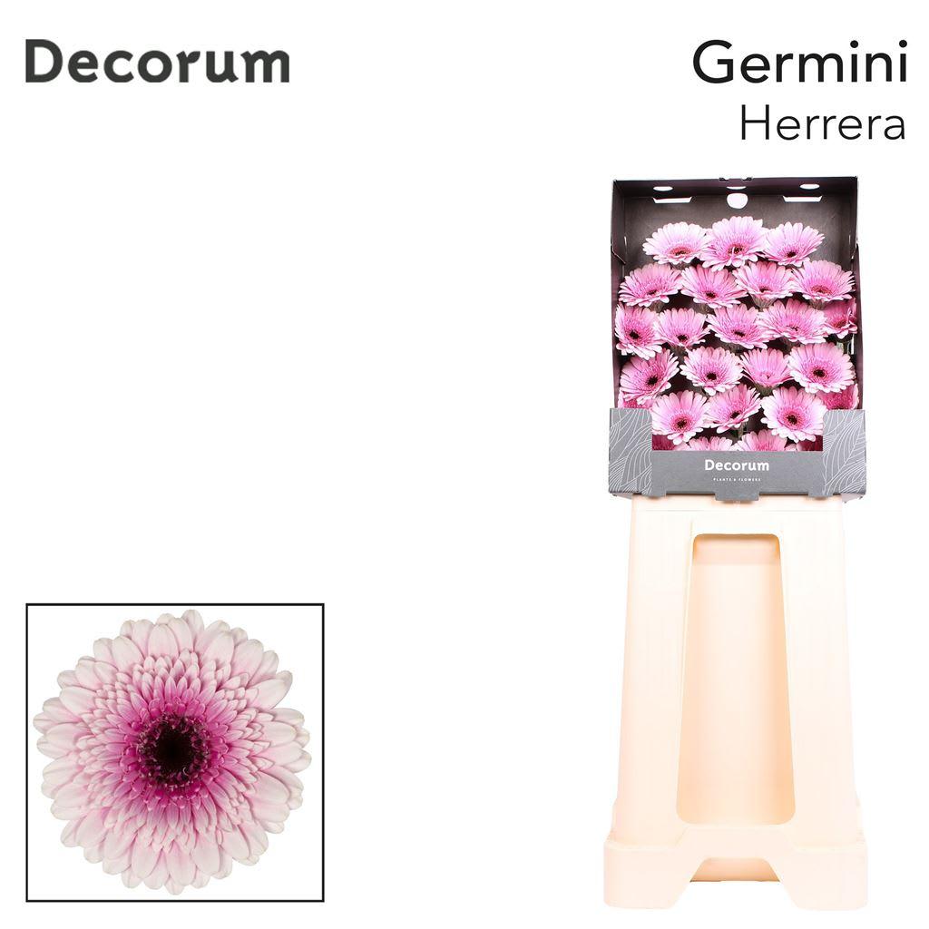 Срезанные цветы оптом Germini diamond herrera от 75шт из Голландии с доставкой по России