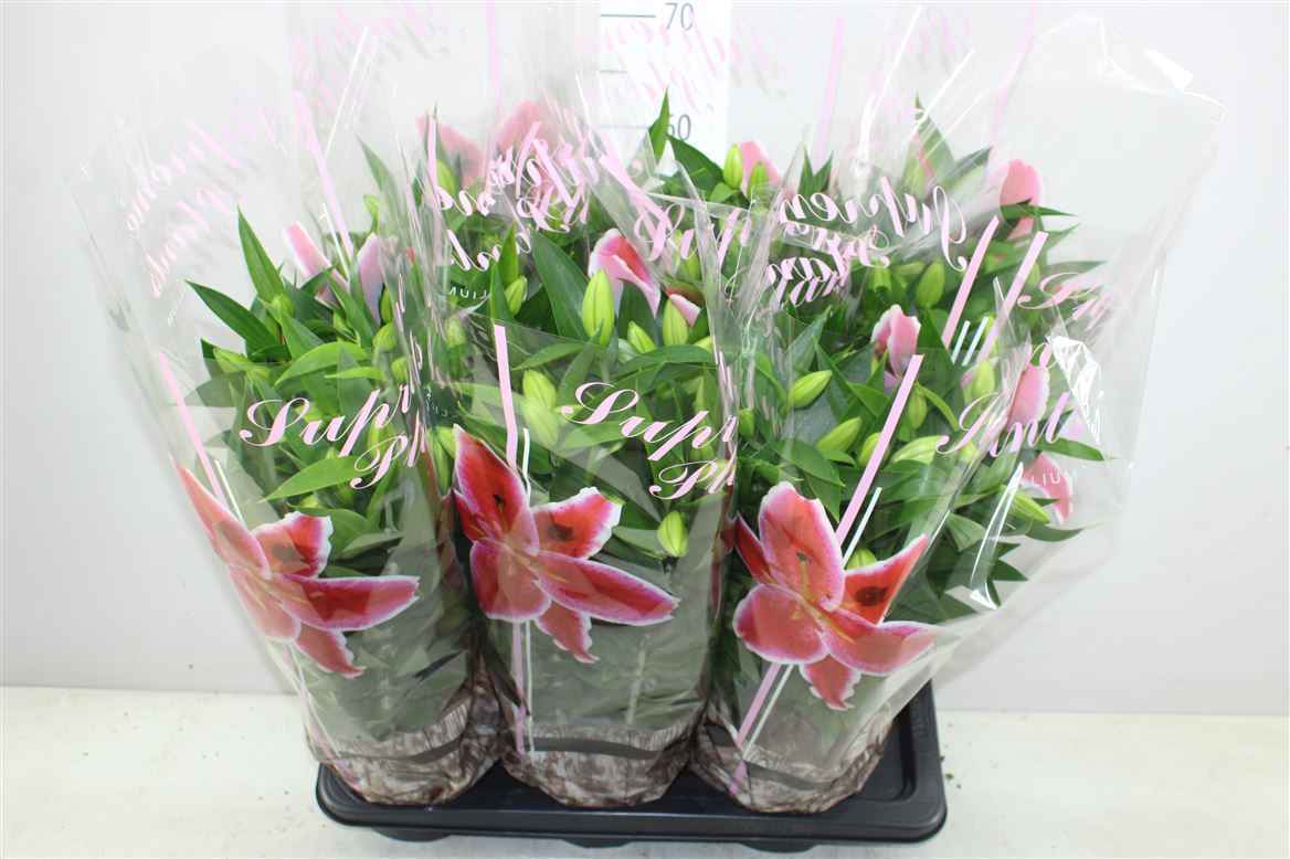 Горшечные цветы и растения оптом Lil Or Entertainer 5pp Roze от 6шт из Голландии с доставкой по России