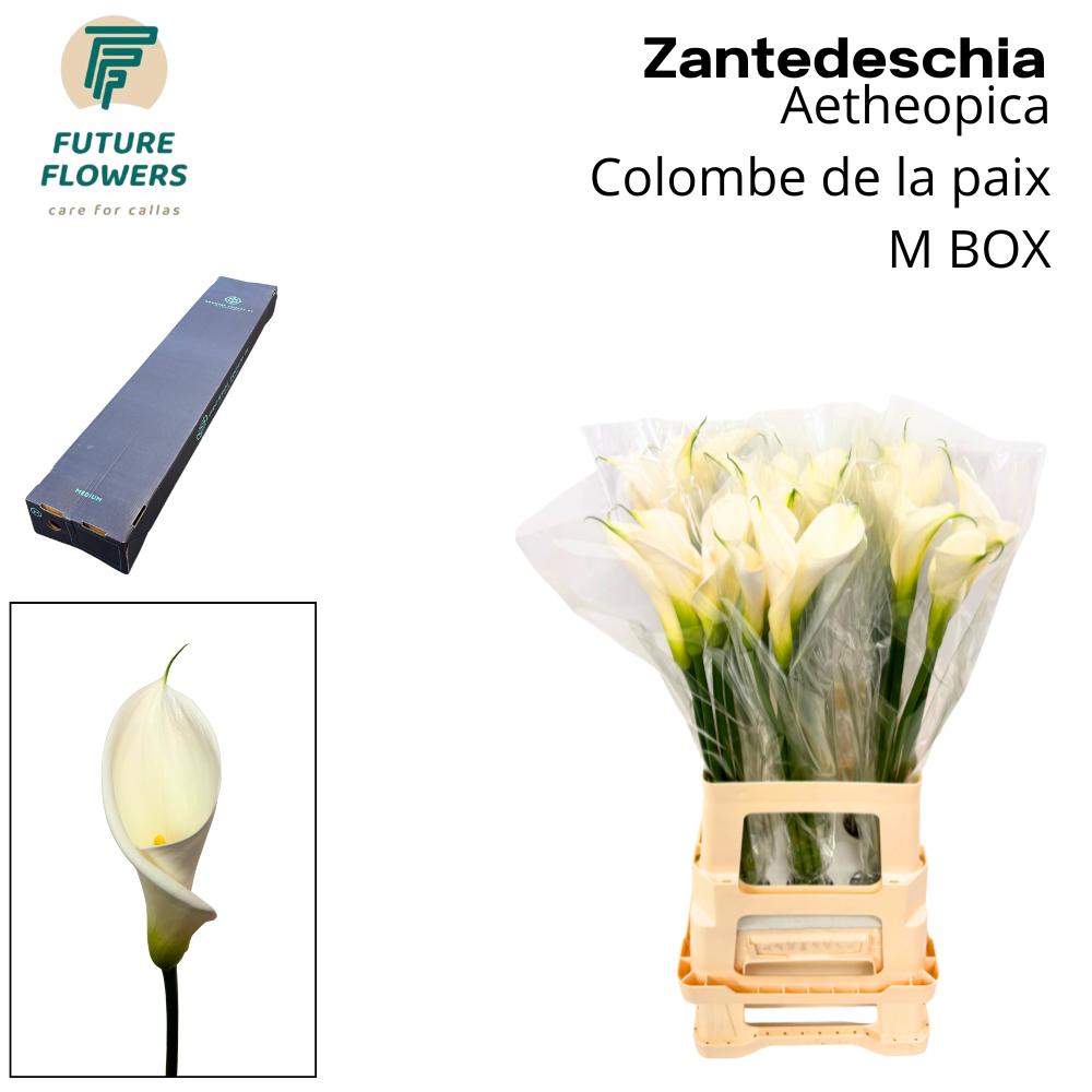 Срезанные цветы оптом Zantedeschia ae colombe de la paix от 15шт из Голландии с доставкой по России