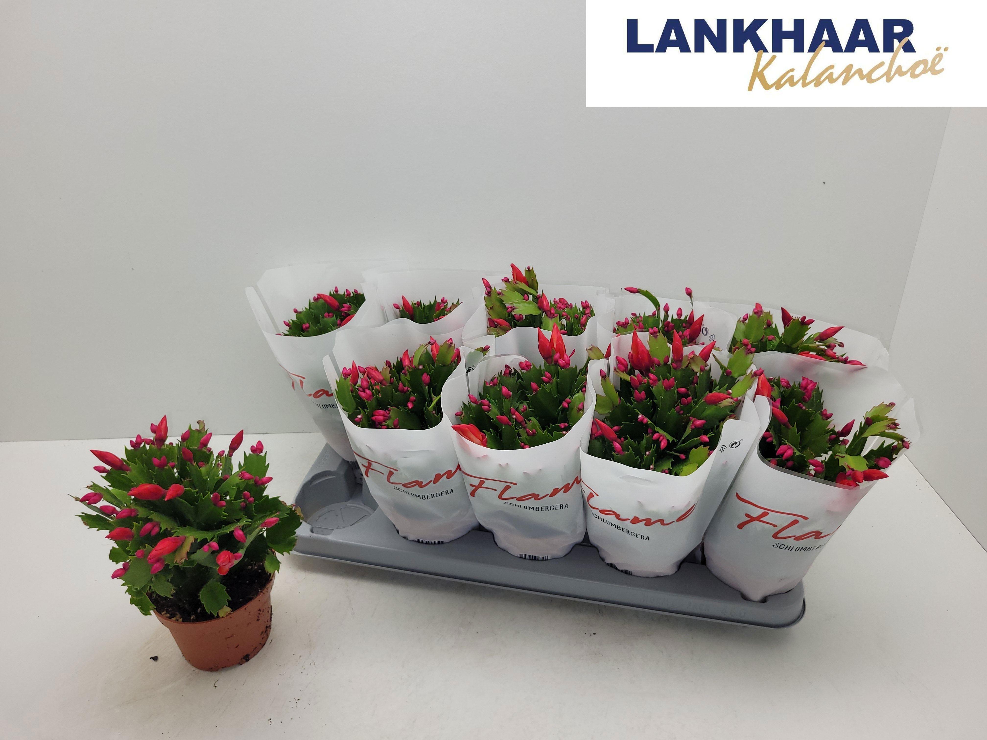 Горшечные цветы и растения оптом Schlumb Flame Red от 10шт из Голландии с доставкой по России
