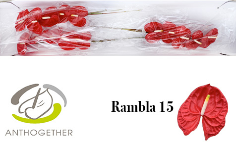 Срезанные цветы оптом Anthurium rambla от 15шт из Голландии с доставкой по России