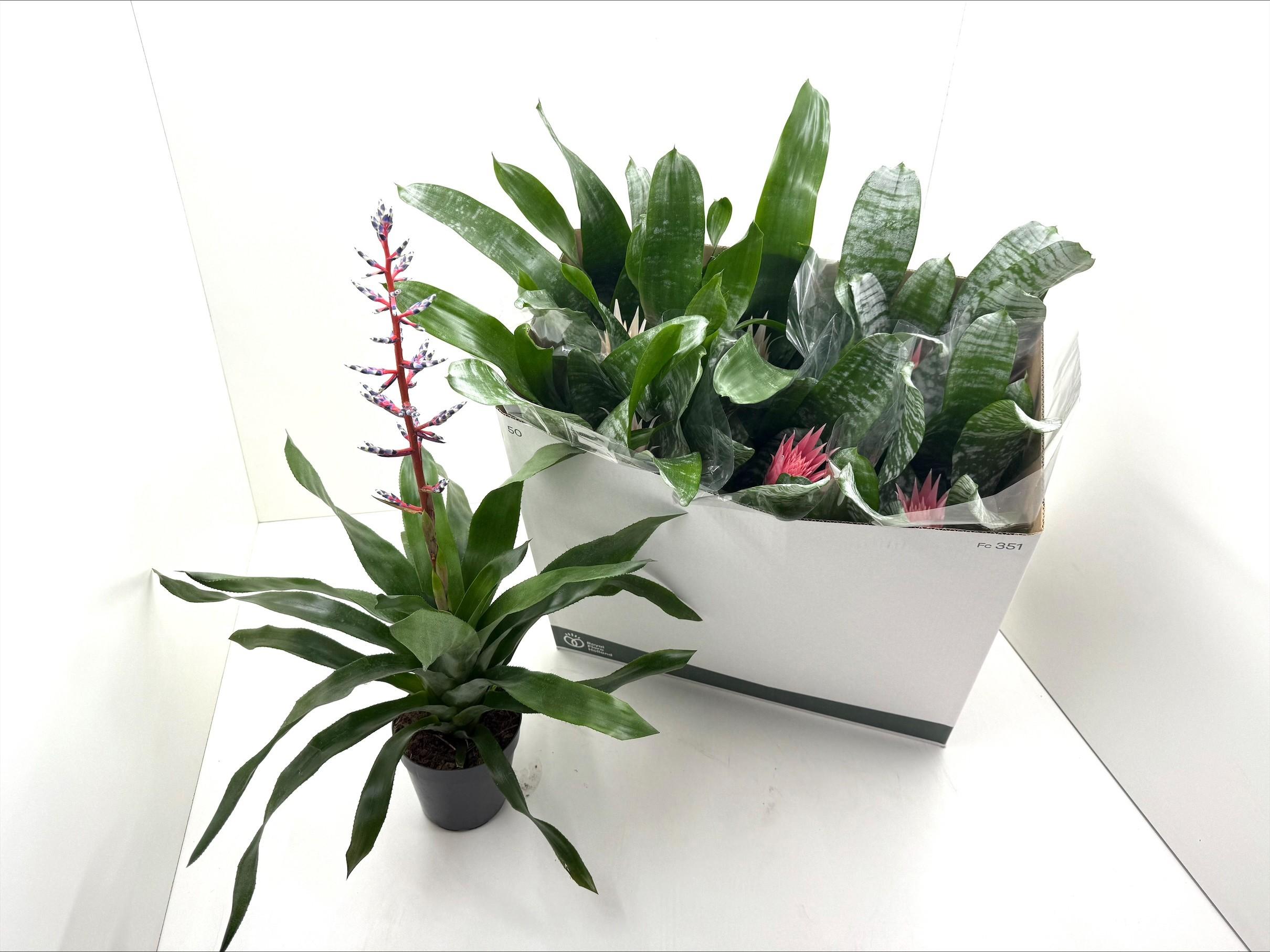 Горшечные цветы и растения оптом Aech Gem от 7шт из Голландии с доставкой по России