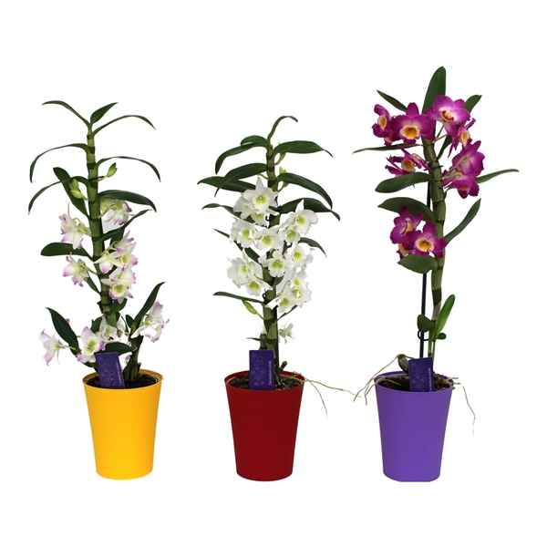 Горшечные цветы и растения оптом Dendr Nob 1st Basic Mix In Colour Pot от 6шт из Голландии с доставкой по России