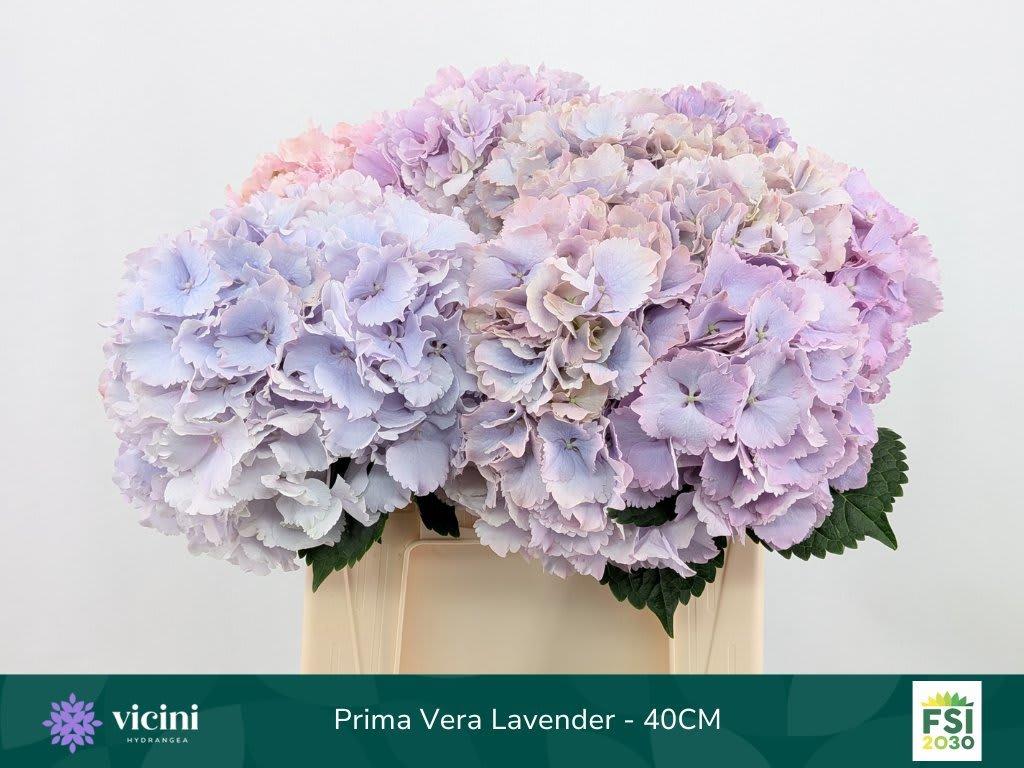Срезанные цветы оптом Hydrangea my beautiful primavera от 10шт из Голландии с доставкой по России