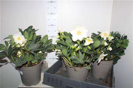 Горшечные цветы и растения оптом Hell Ni Happy Day 10 Bloemen+ от 4шт из Голландии с доставкой по России