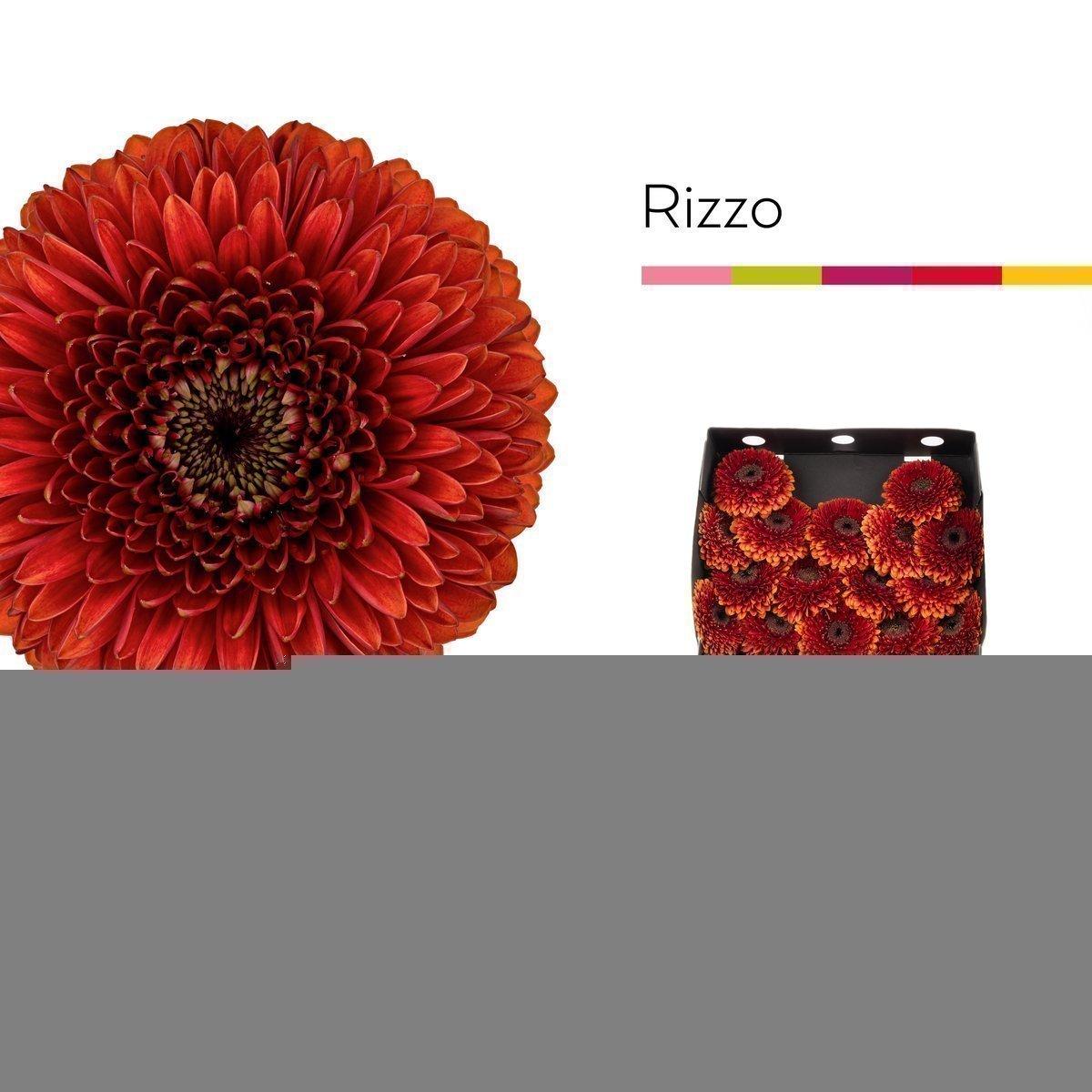 Срезанные цветы оптом Germini diamond gerponi rizzo от 80шт из Голландии с доставкой по России