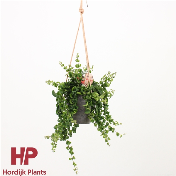 Горшечные цветы и растения оптом Aeschynanthus Rasta In Ceramic Hanging Pot от 6шт из Голландии с доставкой по России
