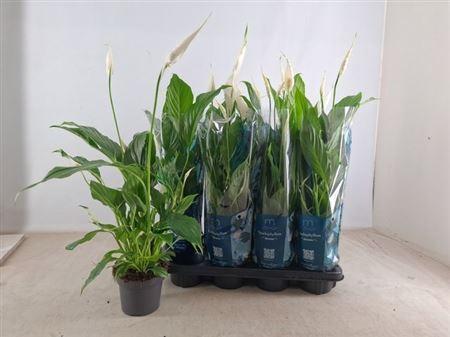 Горшечные цветы и растения оптом Spath Strauss 3+ (air So Pure) от 8шт из Голландии с доставкой по России