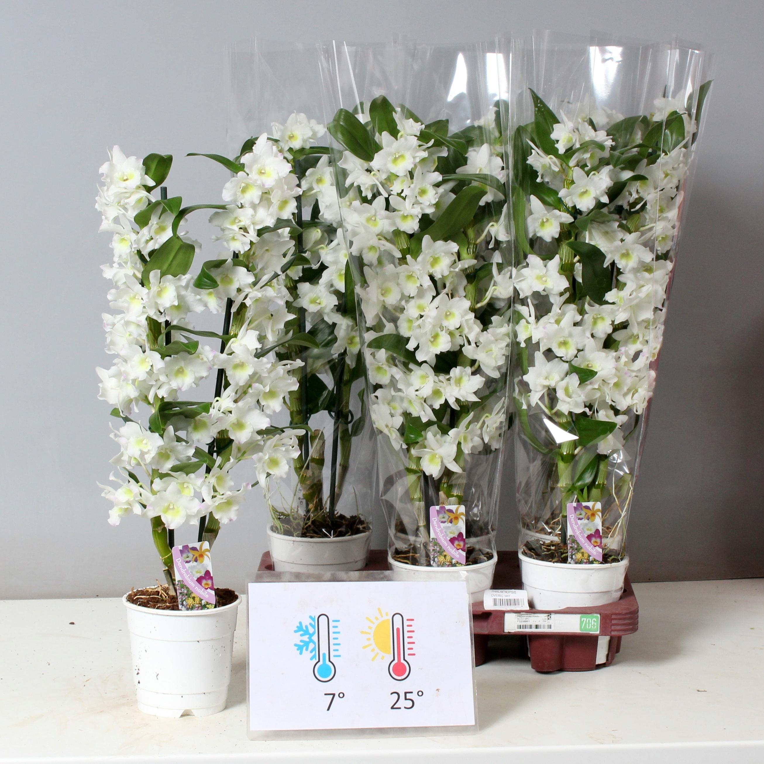 Горшечные цветы и растения оптом Dend Nobile от 6шт из Голландии с доставкой по России