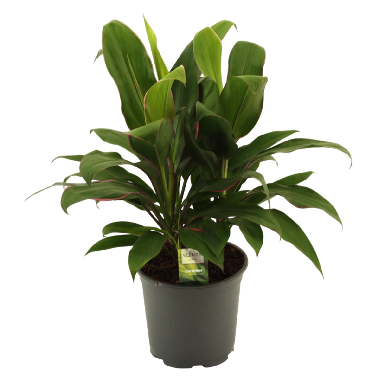Горшечные цветы и растения оптом Cordyline Glauca 3pp от 5шт из Голландии с доставкой по России