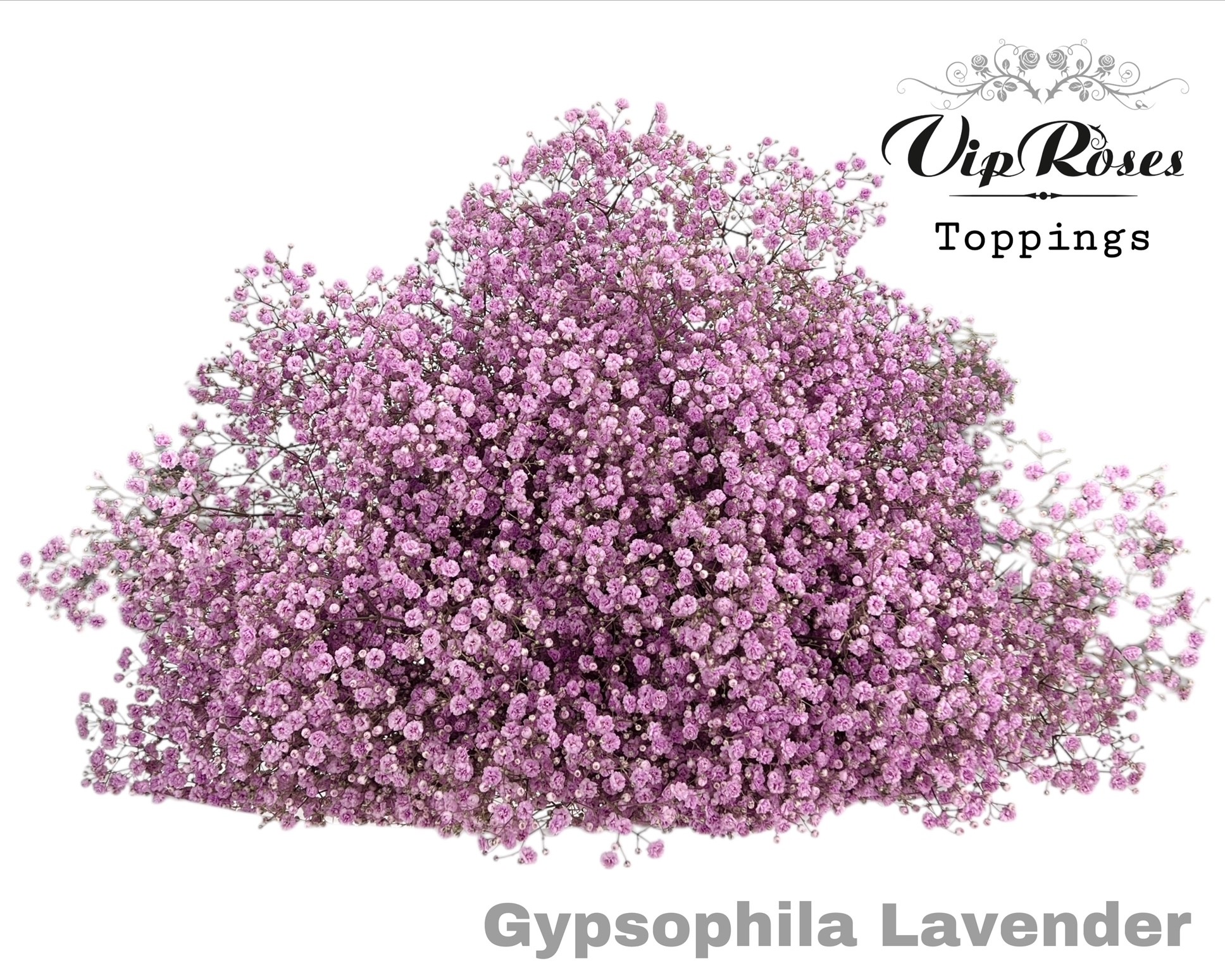 Срезанные цветы оптом Gyps large paint lavender от 25шт из Голландии с доставкой по России