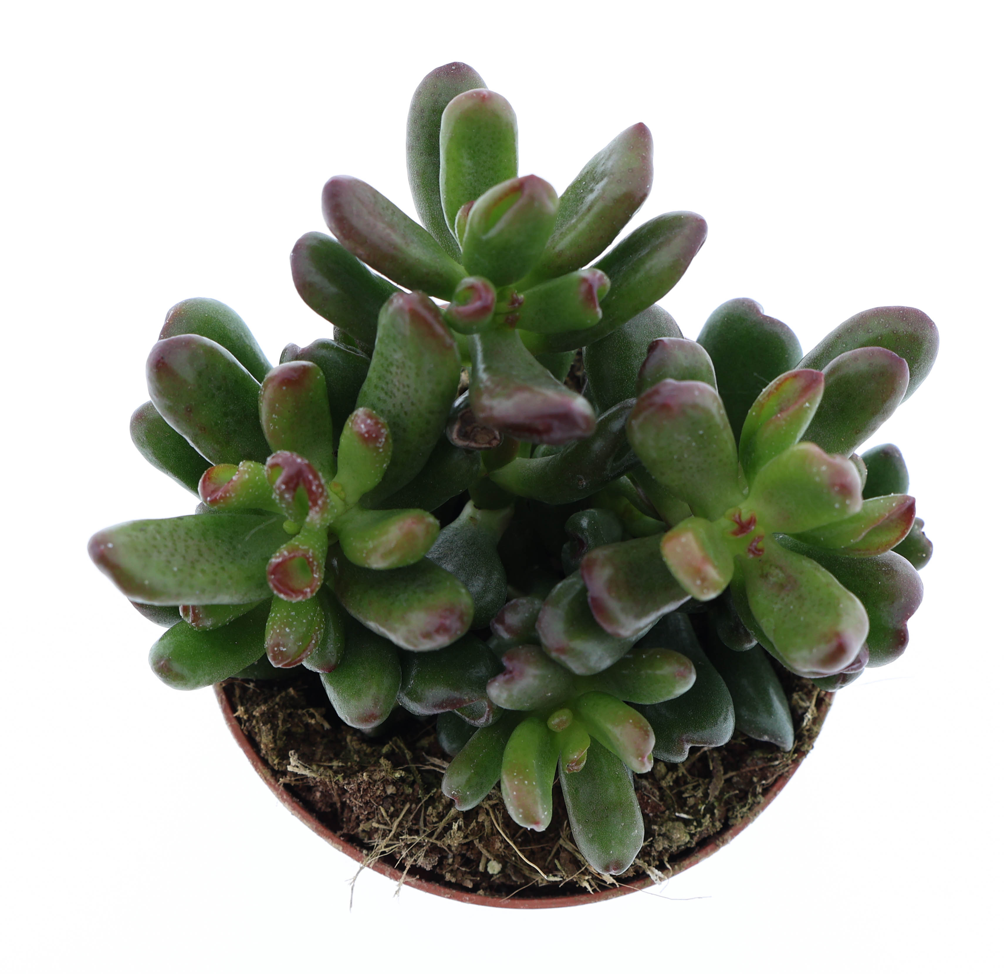Горшечные цветы и растения оптом Crassula Oasis от 12шт (для телеги) из Голландии с доставкой по России
